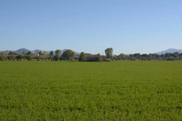 Terreno Agrícola Campania Italia Meridional Octubre 2020 — Foto de Stock