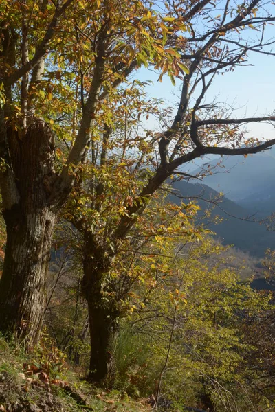 イタリア イタリア南部 カンパニア州の秋の山の風景2020年11月8日 — ストック写真