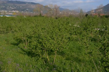 Giffoni Valle Piana, Güney İtalya 'daki fındık ağaçlarının görüntüsü, 1 Nisan 2021.