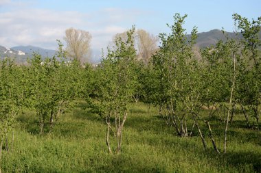 Giffoni Valle Piana, Güney İtalya 'daki fındık ağaçlarının görüntüsü, 1 Nisan 2021.