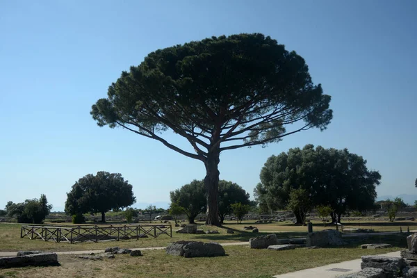 Ιταλία Άποψη Του Αρχαιολογικού Χώρου Και Των Ερειπίων Του Παέστου — Φωτογραφία Αρχείου