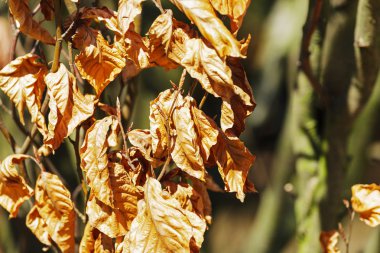 Kayın ağacı dalları üzerinde sol yaprakları 