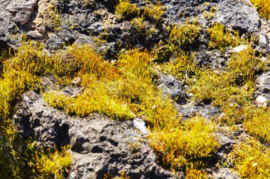 Karanlık bir kayanın üzerinde sarı liken