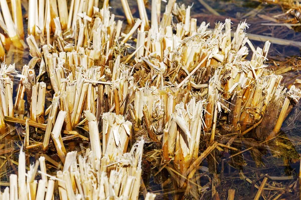 Hastes de uma cana que são cortadas — Fotografia de Stock