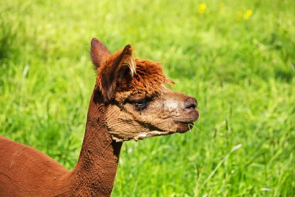 A alpaca eats a blade of grass — Stock Photo, Image