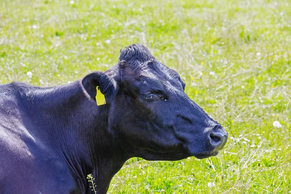 Közelről tehenet fej látható — Stock Fotó