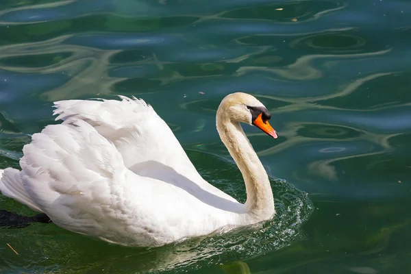 Cisne blanco en las aguas del río — Foto de Stock