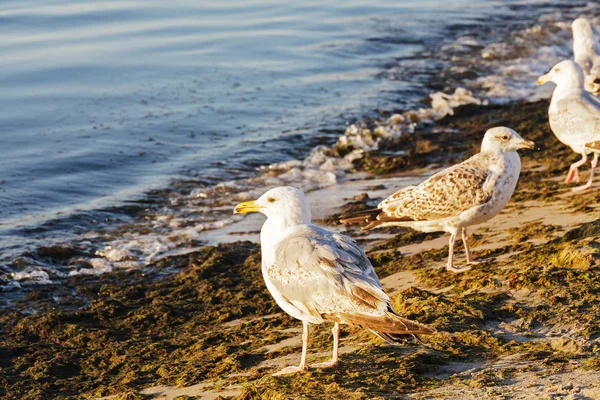 Seagulls are standing on the shore of the Baltic Sea — Stock Photo, Image