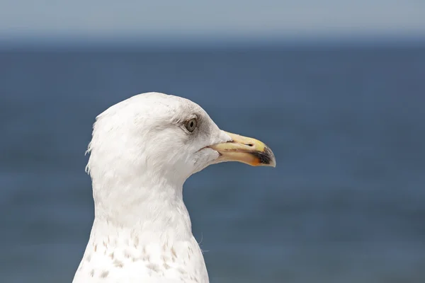 La testa dei gabbiani — Foto Stock