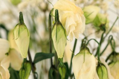 Küçük gül tomurcukları solmuş buketin bir parçasıdır..