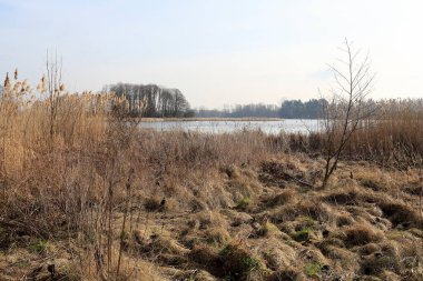 Reed otları nehir kıyısında yetişir. Bu manzara Polonya 'daki Narew Nehri tarafından görülebilir..