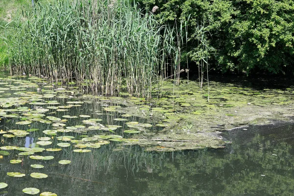 Озеро Водная Поверхность Различные Водные Растения Варшаве Жилом Комплексе Goclaw — стоковое фото