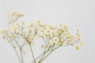 Bir sürü küçük çalı çırpı..