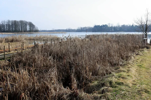 Rieten Groeien Langs Rivier Dit Uitzicht Zien Aan Rivier Narew — Stockfoto