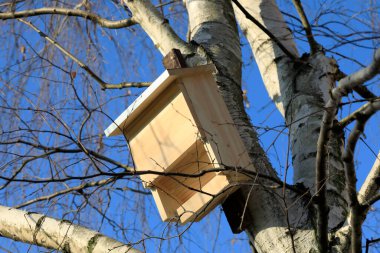 Bir ahşap yarasa evi Varşova 'daki Goclaw konutlarındaki halk parkında bir huş ağacının gövdesine sabitlendi..