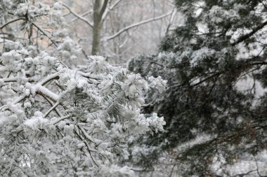 Dallar yeni yağmış karla kaplıdır. Bu kış manzarası Varşova 'da Goclaw konağında görüldü..