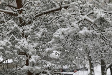 Dallar yeni yağmış karla kaplıdır. Bu kış manzarası Varşova 'da Goclaw konağında görüldü..