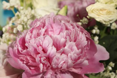 Pembe şakayık çiçeği bahar çiçeğinin bir parçasıdır..