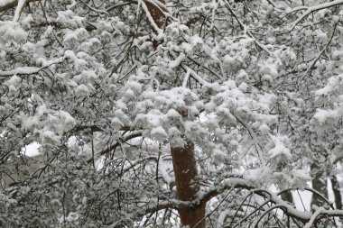 Dallar yeni yağmış karla kaplıdır. Bu kış manzarası Varşova 'da Goclaw konağında görüldü..
