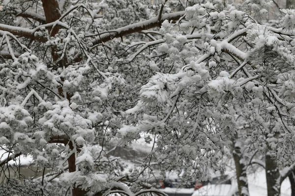 Dallar yeni yağmış karla kaplıdır. Bu kış manzarası Varşova 'da Goclaw konağında görüldü..
