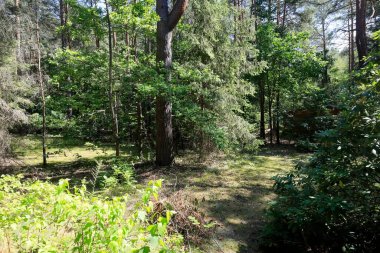 Polonya 'da yetişen orman Wilga olarak bilinen köyün yakınında. Bu orman yaz mevsiminde görülebilir..