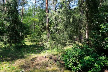 Polonya 'da yetişen orman Wilga olarak bilinen köyün yakınında. Bu orman yaz mevsiminde görülebilir..