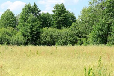Polonya 'da yaz boyunca tarım arazisi manzarası. Yakınlarda yemyeşil bitki ve ağaçlarla dolu bir çayır görülebilir..