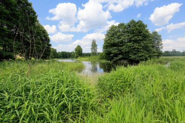 Polonya 'da yaz boyunca tarım arazisi manzarası. Küçük göl tarlalarda ve ağaçlar ve otlar var..