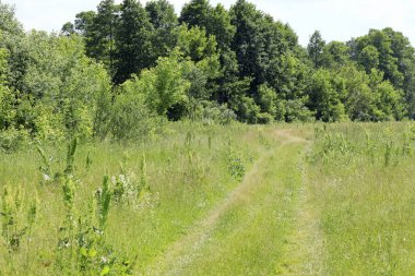Polonya 'da yaz boyunca tarım arazisi manzarası. Bu bölgedeki toprak yol nadiren kullanılır ve şimdiden otlarla kaplıdır.