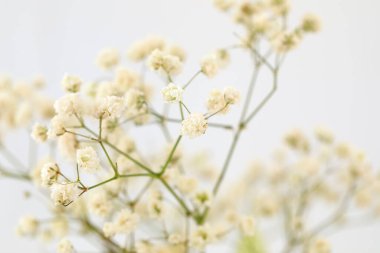 Çingenenin bir sürü küçük beyaz çiçekli dalları vardır..