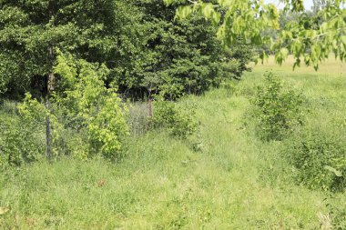 Polonya 'da yaz boyunca tarım arazisi manzarası. Yakınlarda yemyeşil bitki ve ağaçlarla dolu bir çayır görülebilir.