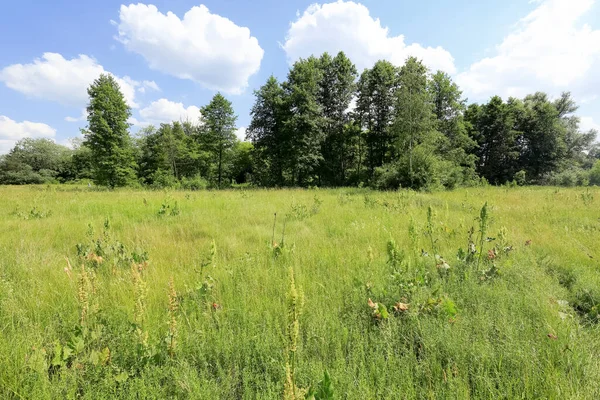 View Farmland Summer Poland Meadow Lush Vegetation Trees Can Seen — Stock Photo, Image