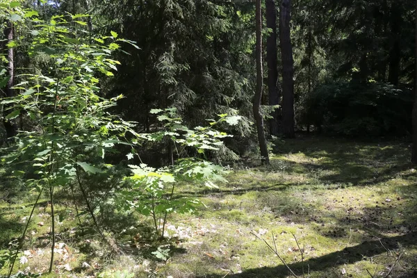 Floresta Que Cresce Polônia Perto Aldeia Que Conhecida Como Wilga — Fotografia de Stock