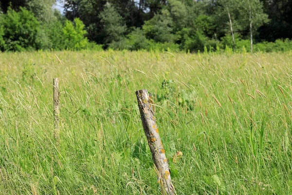 View Farmland Summer Poland Wooden Posts Visible Lush Meadow — Stock Photo, Image