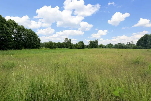 Una Vista Las Tierras Agrícolas Durante Verano Polonia Prado Con — Foto de Stock