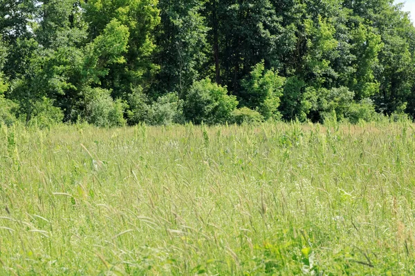 View Farmland Summer Poland Meadow Lush Vegetation Trees Can Seen — Stock Photo, Image