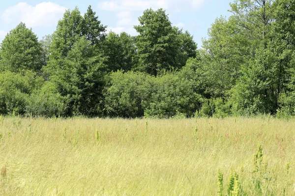 View Farmland Summer Poland Meadow Lush Vegetation Trees Can Seen — Stock Photo, Image