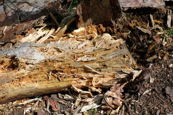 Serieus Rottende Stam Van Een Omgevallen Boom Dit Detail Van — Stockfoto