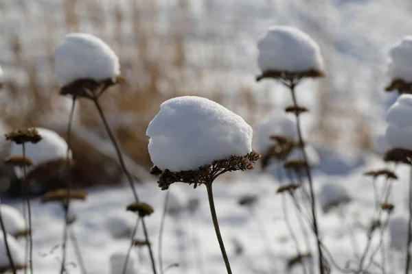 Cabeças Flores Secas Marrons Dia Inverno Ensolarado São Cobertas Com — Fotografia de Stock