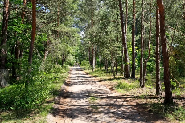 Onverharde Weg Zien Het Zomerseizoen Het Dennenbos Dat Groeit Polen — Stockfoto