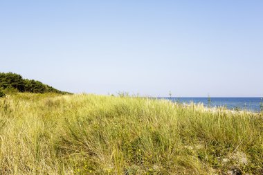 Sandy dune çim kaplı