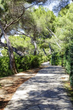 Ağaçların arasından yol