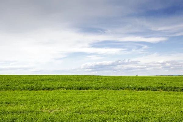 The green cultivated field and sky — Stock Photo, Image