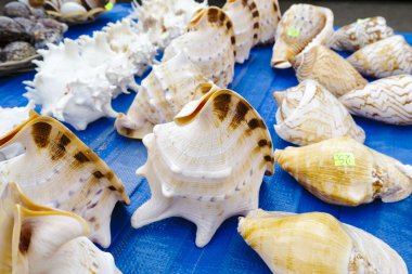 Satışa kabukları koleksiyonu
