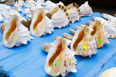 Deniz kabuğu toplama