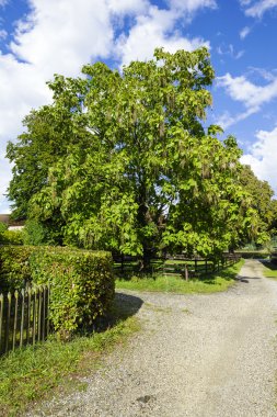 Toprak yol, yeşil ağaç