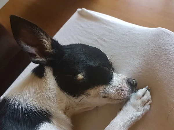 Svart Och Vitt Chihuahua Sova Avslappnad — Stockfoto