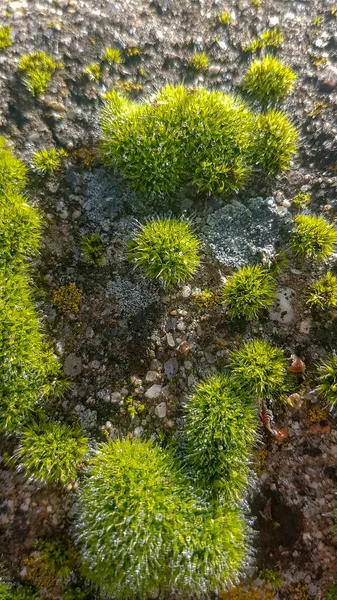 Detalle Musgo Sobre Rocas Húmedas — Foto de Stock