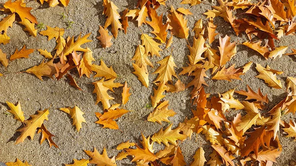 Kuru yapraklar sonbaharda çiğ damlalarıyla