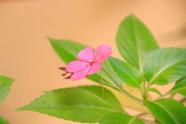 Belles Fleurs Aux Pétales Roses — Photo